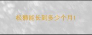 松狮能长到多少个月