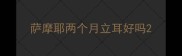 萨摩耶两个月立耳好吗