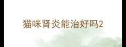 猫咪肾炎能治好吗
