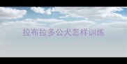 拉布拉多公犬怎样训练