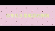 拉布拉多是哪里的狗狗