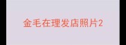 金毛在理发店照片
