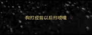 狗打疫苗以后打喷嚏