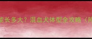 苏牧哈士奇串能长多大混血犬体型全攻略附饲养指南