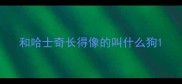 和哈士奇长得像的叫什么狗