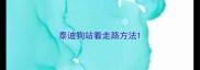 泰迪狗站着走路方法