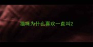 猫咪为什么喜欢一直叫