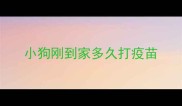 小狗刚到家多久打疫苗
