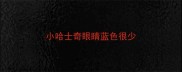 小哈士奇眼睛蓝色很少