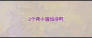 3个月小猫怕冷吗