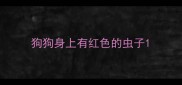 狗狗身上有红色的虫子