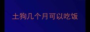 土狗几个月可以吃饭