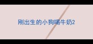 刚出生的小狗喝牛奶