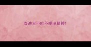 泰迪犬不吃不喝没精神