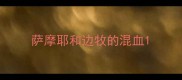 萨摩耶和边牧的混血