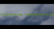 边境牧羊犬毛发养护全攻略科学饮食如何助力长毛快且健康