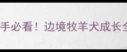 边牧六个月体重标准新手必看边境牧羊犬成长全攻略附详细喂养指南