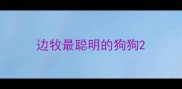 边牧最聪明的狗狗