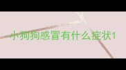 小狗狗感冒有什么症状