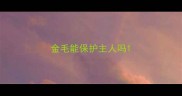 金毛能保护主人吗