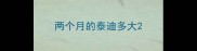 两个月的泰迪多大
