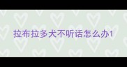 拉布拉多犬不听话怎么办
