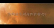 狗狗染毛对身体有害吗
