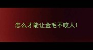 怎么才能让金毛不咬人