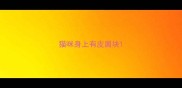 猫咪身上有皮屑块