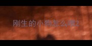 刚生的小狗怎么喂