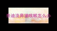 泰迪流鼻涕咳嗽怎么办