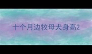 十个月边牧母犬身高