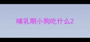 哺乳期小狗吃什么