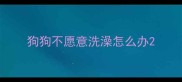 狗狗不愿意洗澡怎么办