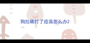 狗拉稀打了疫苗怎么办
