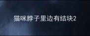 猫咪脖子里边有结块