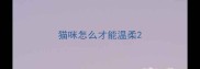 猫咪怎么才能温柔