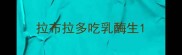 拉布拉多吃乳酶生