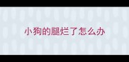 小狗的腿烂了怎么办