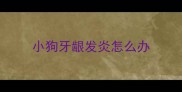 小狗牙龈发炎怎么办