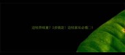 边牧异味重3步搞定边牧家长必看