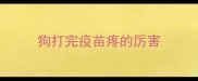 狗打完疫苗疼的厉害