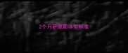 2个月萨摩耶体型标准