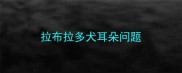 拉布拉多犬耳朵问题