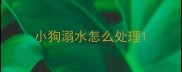 小狗溺水怎么处理