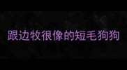 跟边牧很像的短毛狗狗