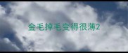 金毛掉毛变得很薄