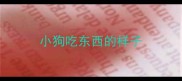 小狗吃东西的样子