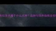 拉布拉多犬属于什么犬种品种与饲养指南全攻略