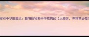 边牧VS中华田园犬聪明边牧和中华花狗的12大差异养狗前必看